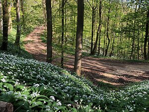 About me. Wild garlic woods